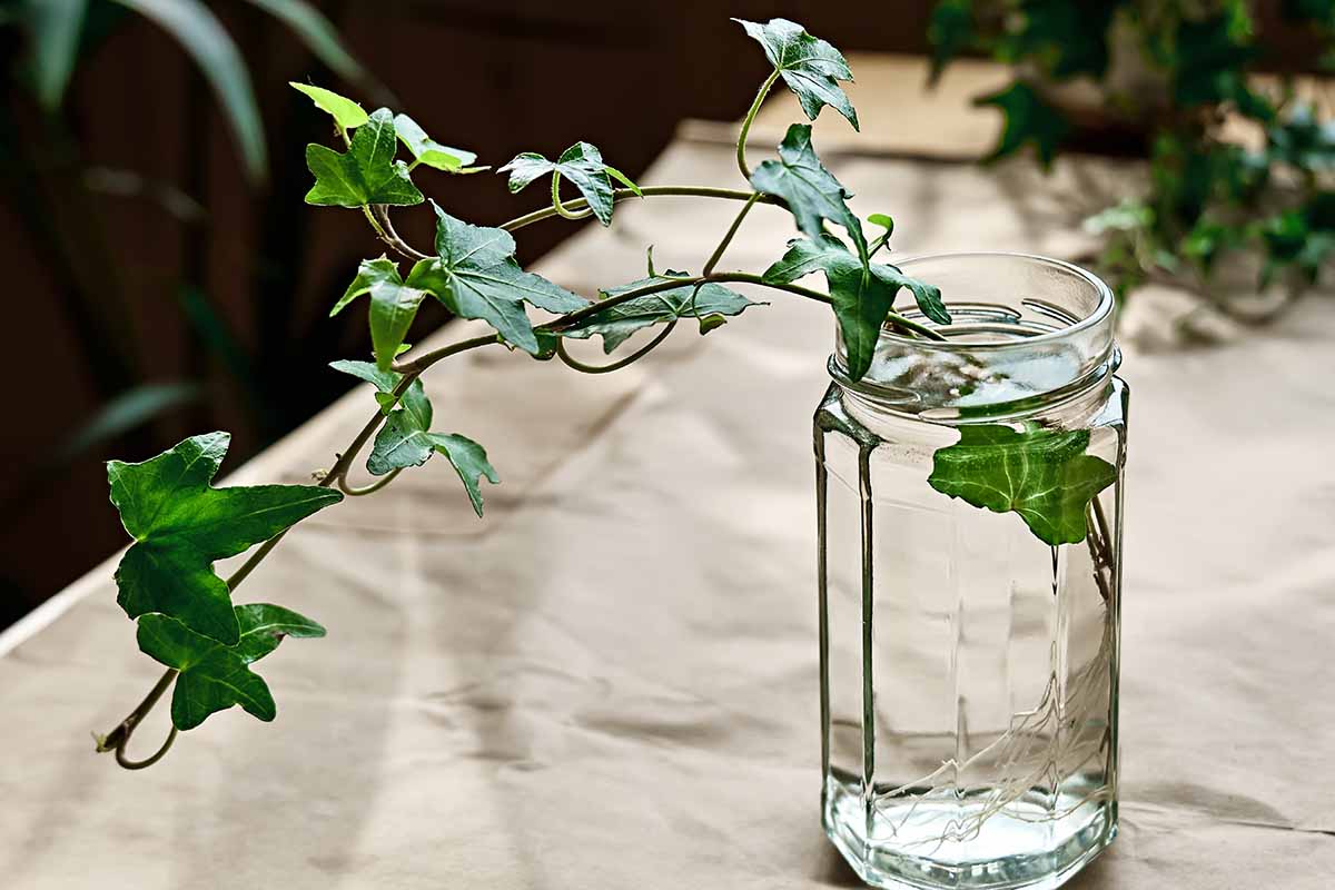 What is the best way to root ivy cuttings?