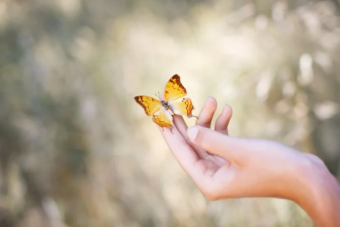 What is the spiritual meaning behind a butterfly?